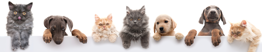 Dogs & cats banner